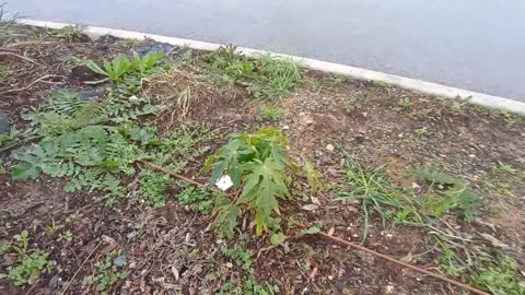 Garden Vlog Jul 2025 – Papaya and Weeds