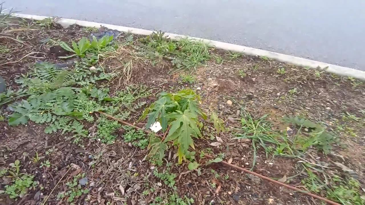 Garden Vlog Jul 2025 – Papaya and Weeds