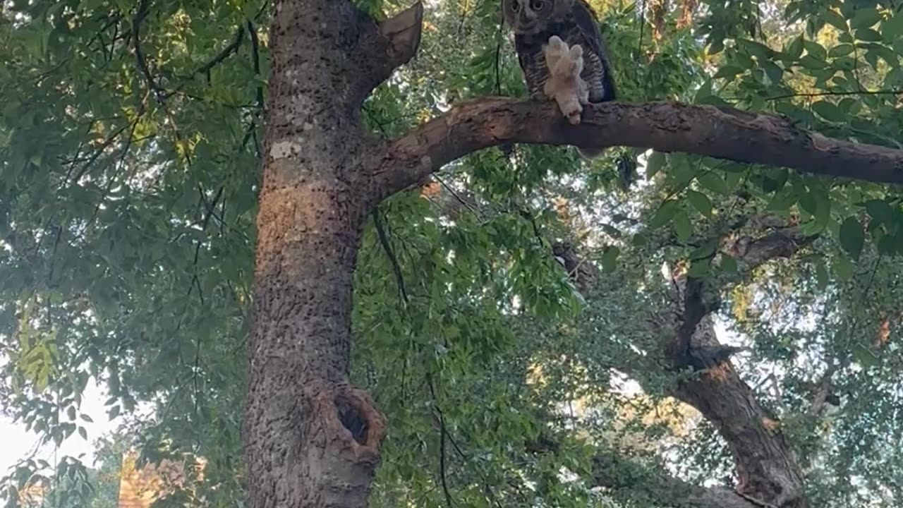 Owl Steals Lamb Chop Stuffie From Dogs