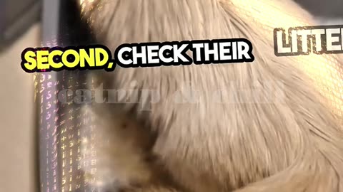 5 Tips Before Leaving Cats!