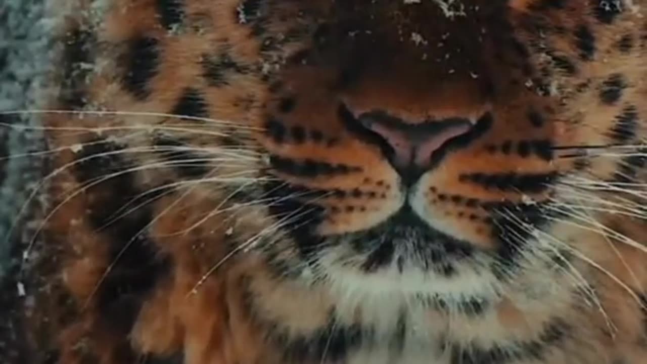 Ziba