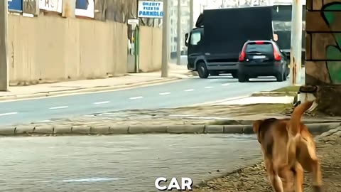 The True Story of a best friend Turned Dangerous After Human Betrayal 🦮🐕_🦺🤔