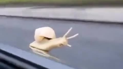 😱🐌 My Snail People Need Me! You Won't Believe This! | FunFM