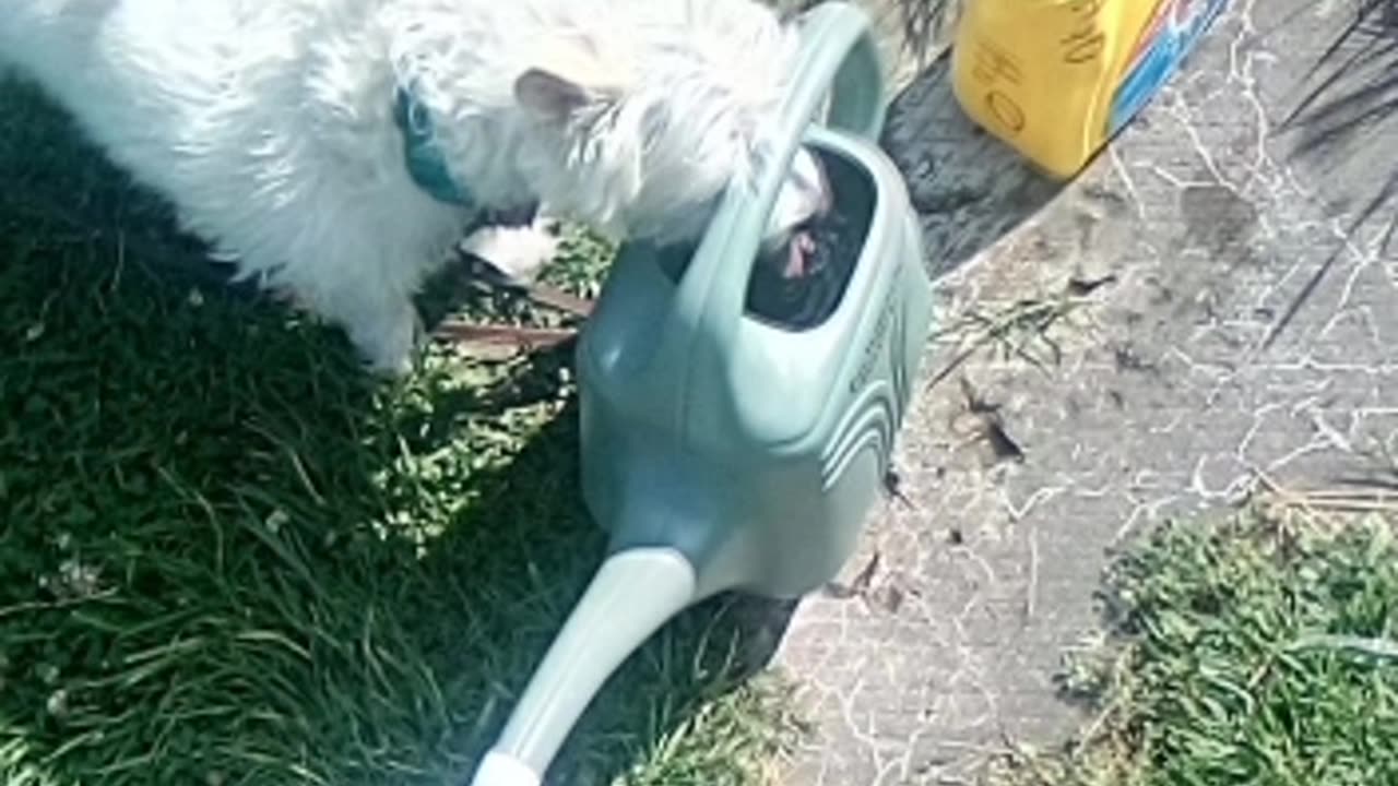 dog