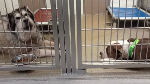 Mishka 9y A868100 kennel 207 harrys haven PACC shelter 24