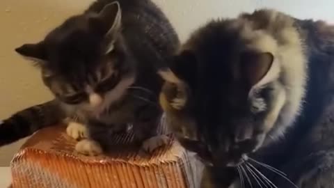 Best Funny Animal Videos