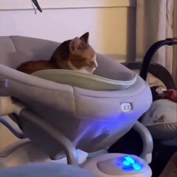 Kitty wants to be pampered like the baby
