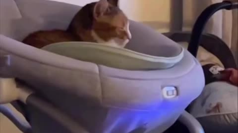 Kitty wants to be pampered like the baby