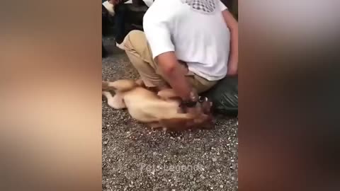 You can enjoy best funny cats and dogs videos (≧▽≦)