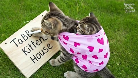 Poor Kitten Gets New Life|Rich Kitten’s Kindness Changed Everything
