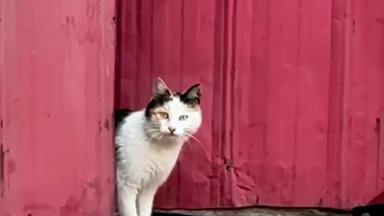 ​"Aggressive Cat vs Hand: Why you should NEVER touch her kittens! 🚫🐱"