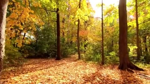 Wonderful nature