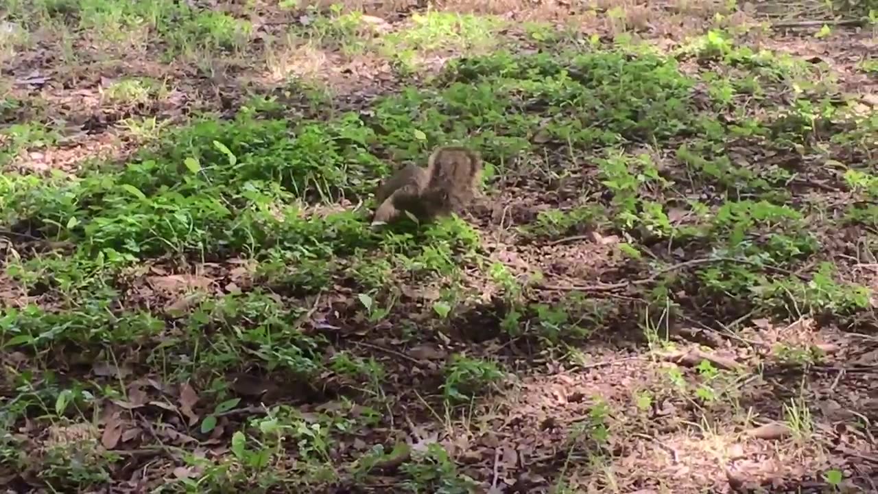Squirrel like to eat-nuts 🌰🥜