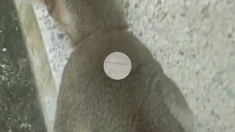 My pet Cat