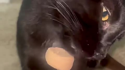 #cat #catshorts #funny #viral #pets #catlovers #cats #blackcat #catmemes #catcat #goodboy #foryou