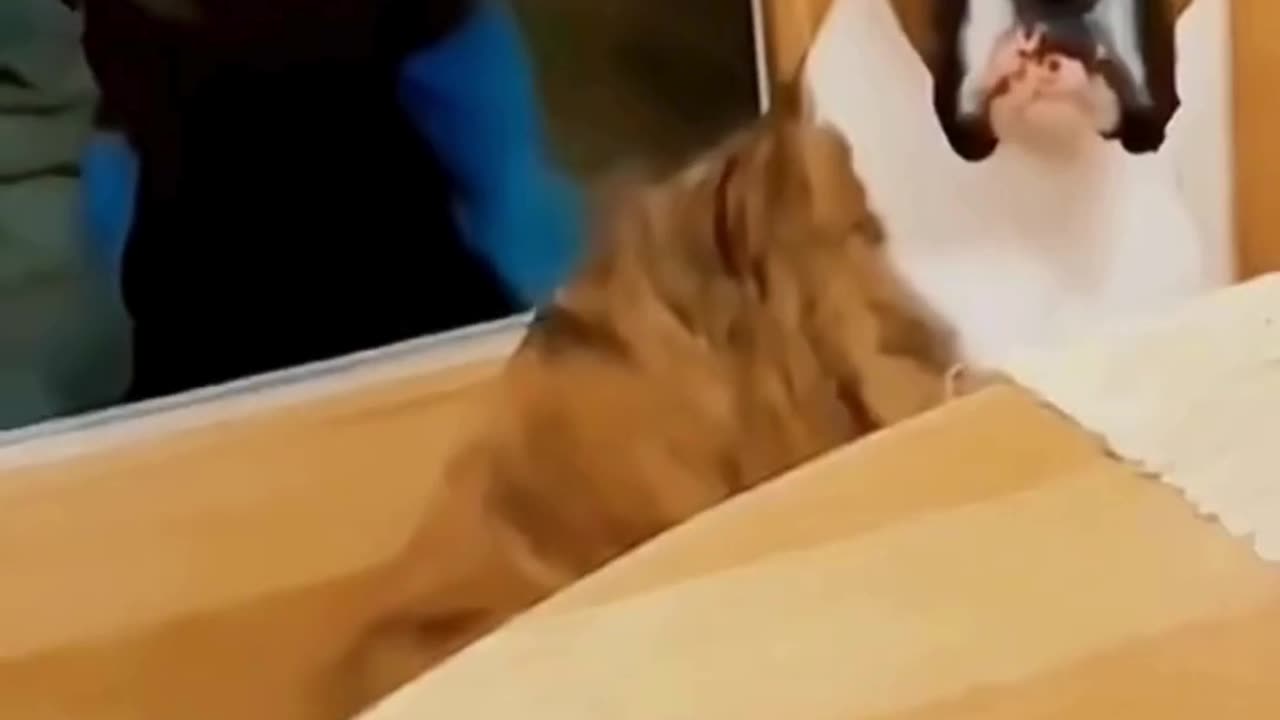 FUNNY ANIMAL COMPILATIONS - PART 47