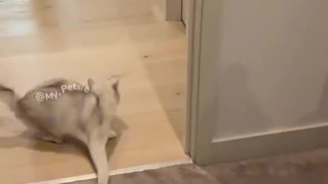 Animals Could Sense It