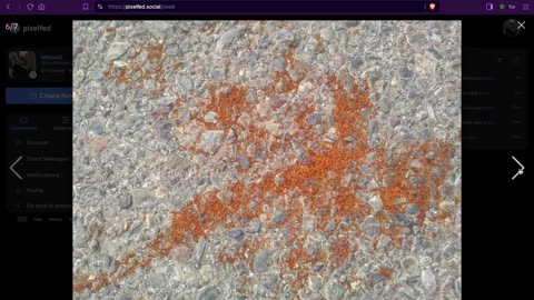 Pic or photo screen recording sample pixelfed [dot] social Resin