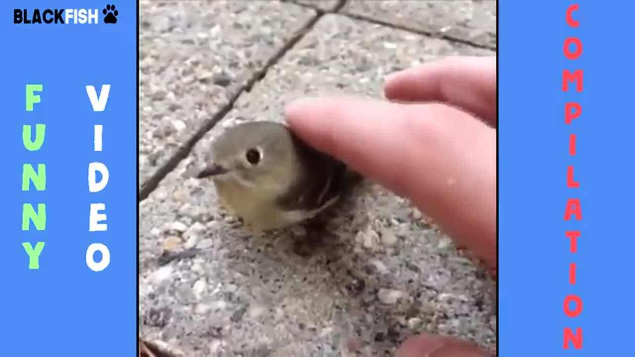 Try not to laugh