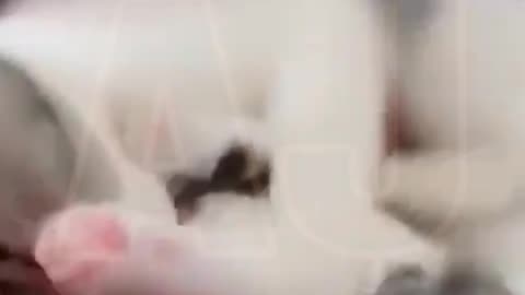 Funny video