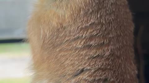 Loraine the Prairie Dog Loves Her Back Scratches