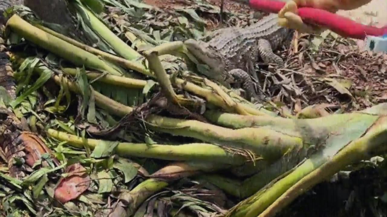 Oh, what a magical hook