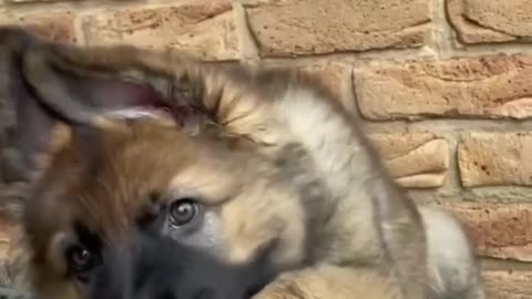 Which Puppy Will Be Your Lifelong Best Friend? 🐶❤️ | Pick Your Perfect Pup Match!