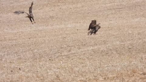 An Afternoon with Eagles #americanbaldeagle
