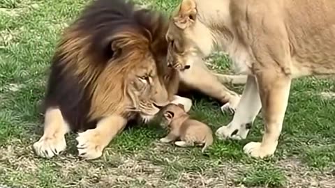 Lion meets his son… and makes a scene