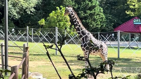 3 Giraffes