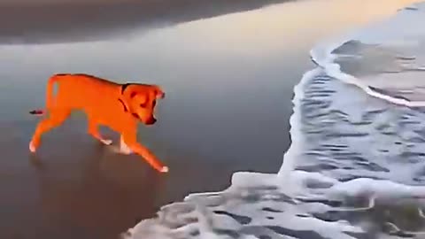 DOGS CAN BE CRAZY FOR WATER😂😂😂