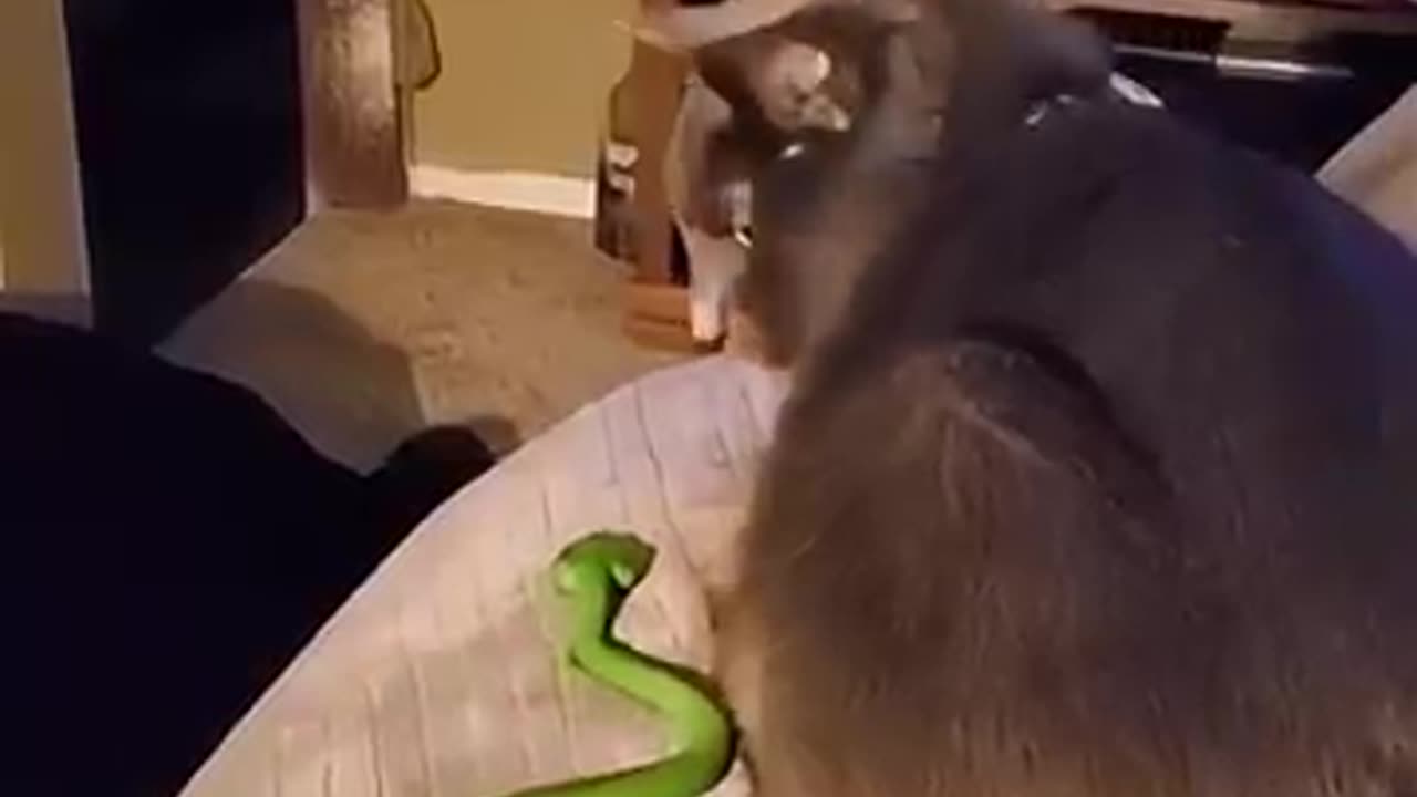 Ninja Cat 💀🗿