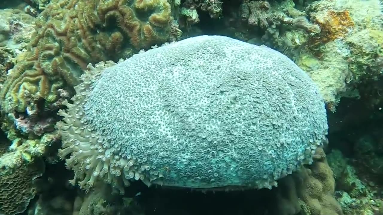 🧠🌊 This Coral Closes Its Umbrella When It Feels Unsafe! | FeedMyCuriosity