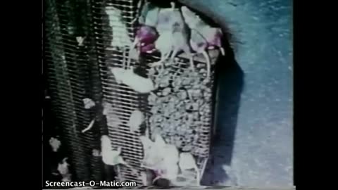 The Mouse Utopia Experiment & Modern Cities: Breeding Progressive Societal Decay