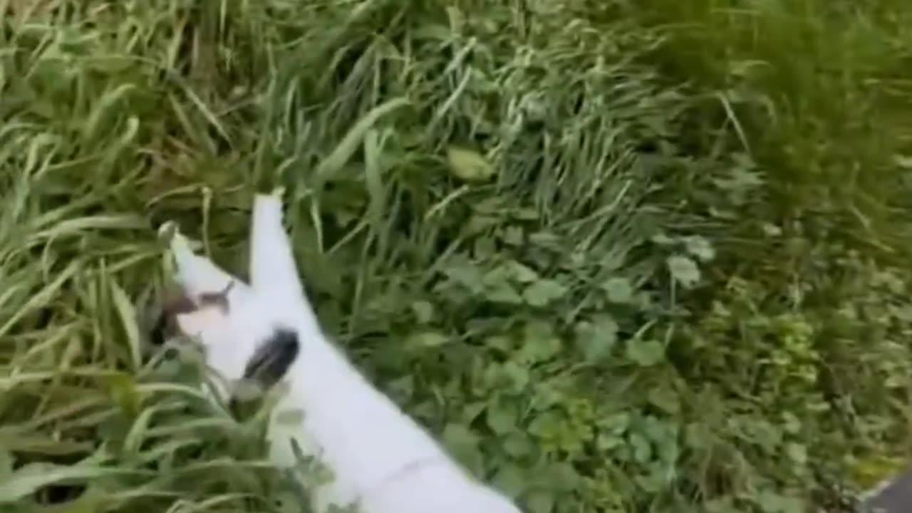 πΎπ Funny Pet Antics | Cuteness Overload!