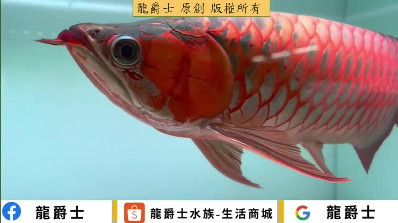 【龍爵士】龍魚肢體動作(四) (會員內容公開)