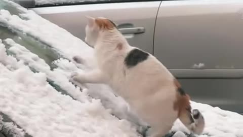 Gaining traction in snow very difficult 🤣