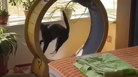 Naughty Cat