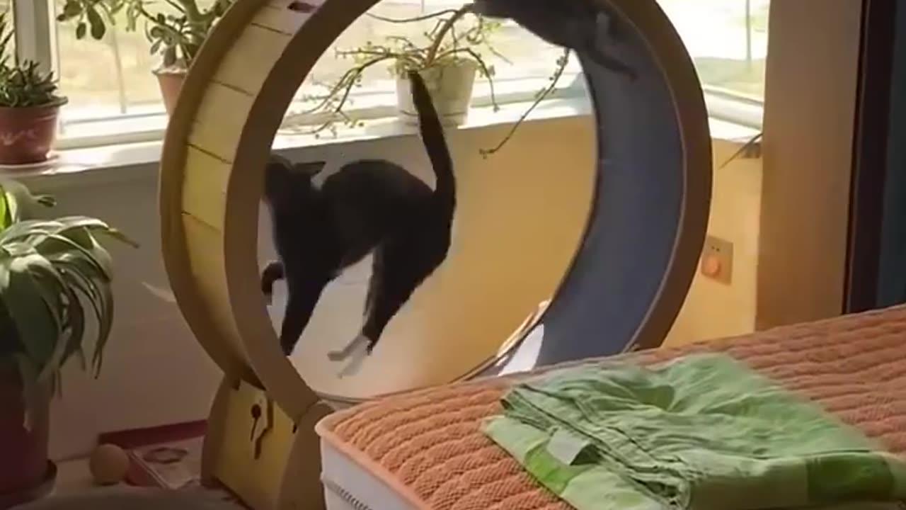 Naughty Cat