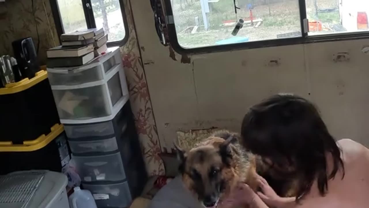 🐕‍🦺German-Shepherd🎶Singing🐾