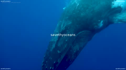 Ocean Asmr Sounds From The Sea Oceana Canada