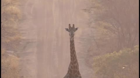 Giraffe