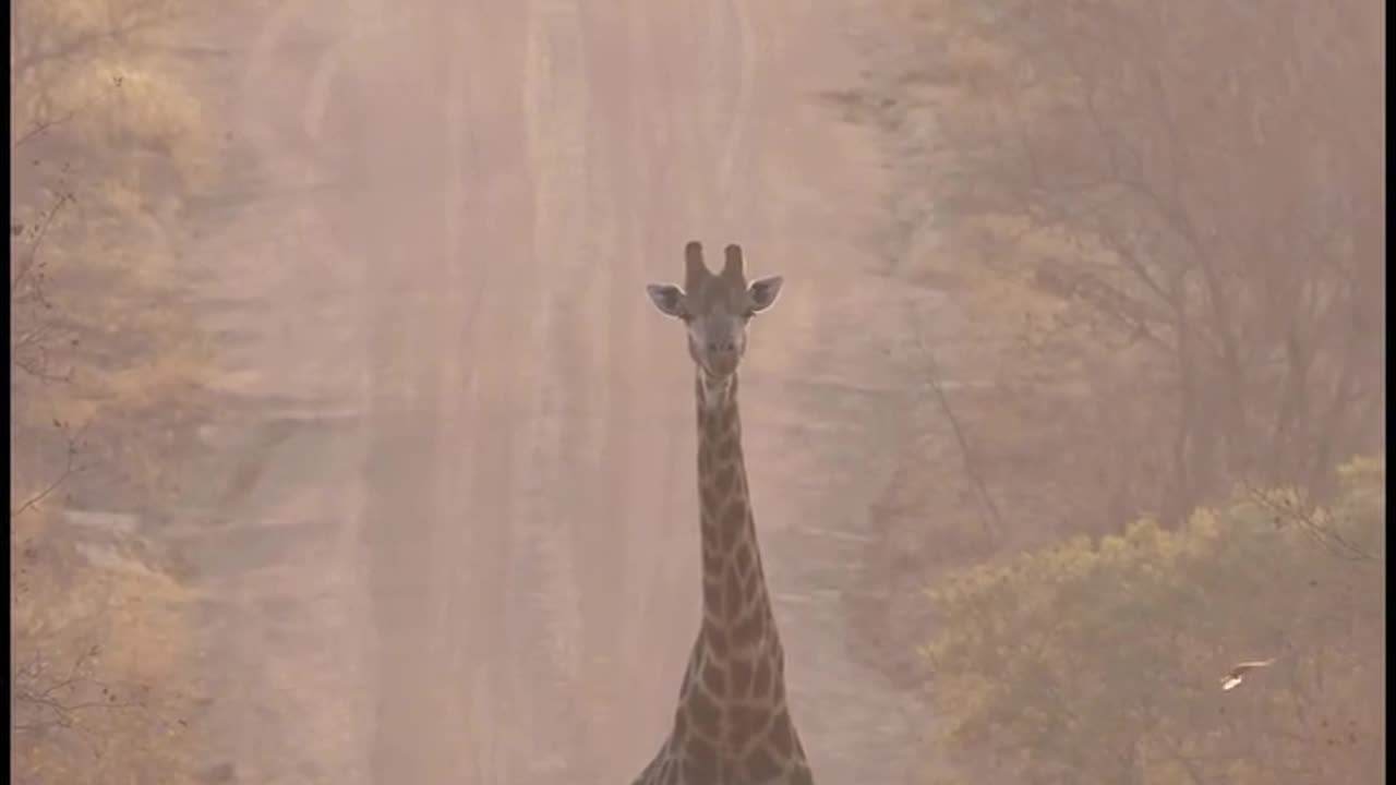Giraffe