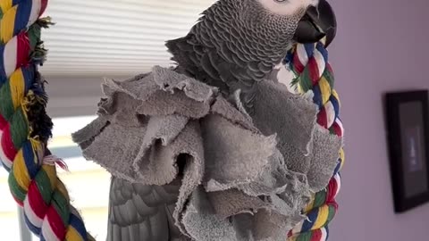 Parrot says oh behave in the funniest voice 😂