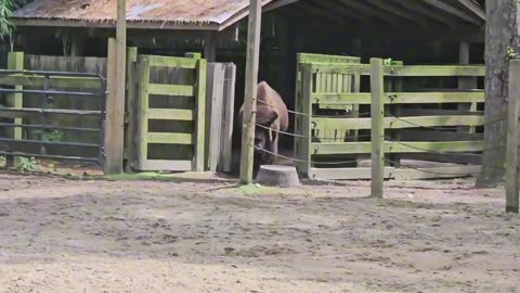 SALISBURY ZOO | TOUR 2025
