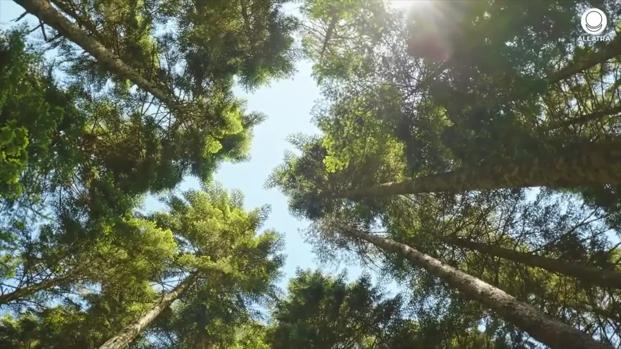 Forests Have Started Releasing Carbon Dioxide. Why?