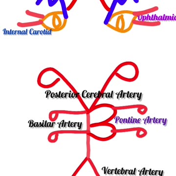 CIRCLE OF WILLIS