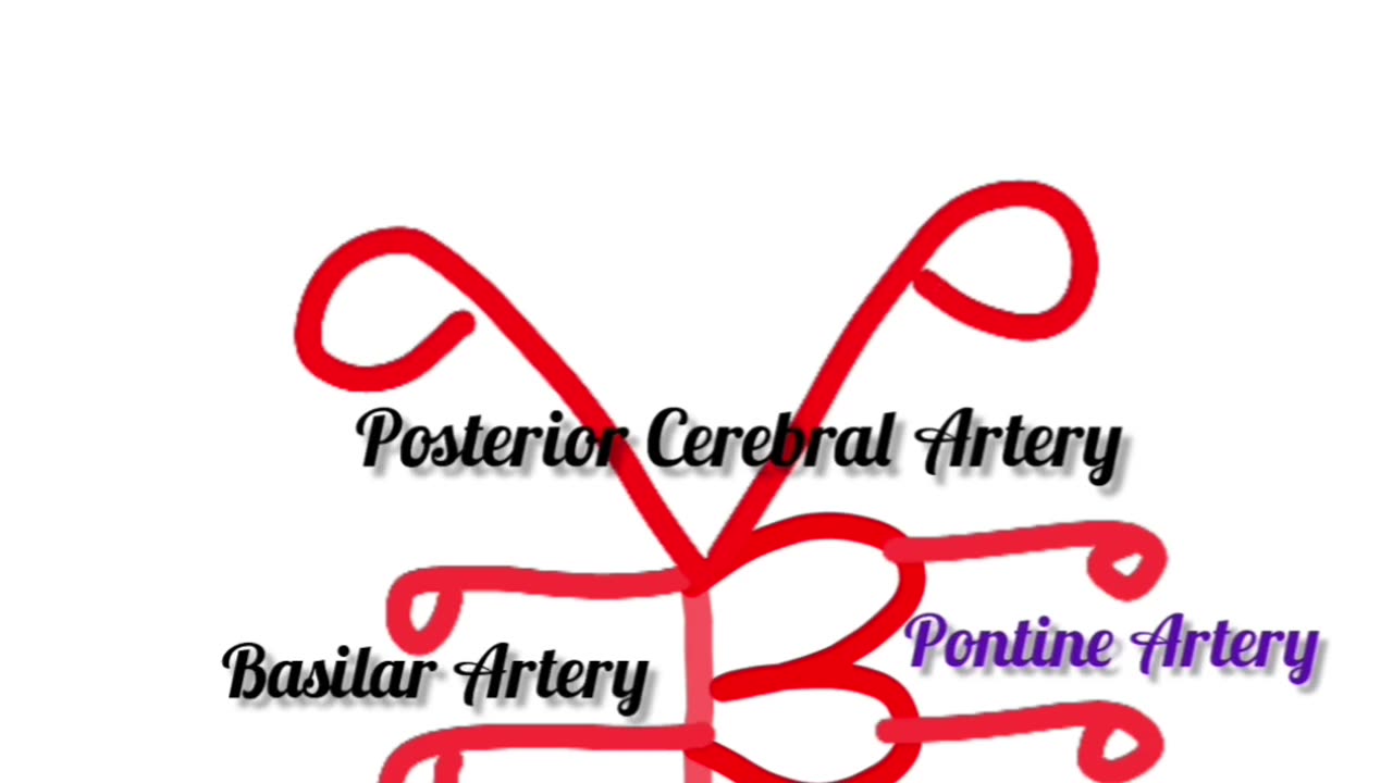 CIRCLE OF WILLIS