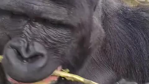 "Nature’s Snack Time – Gorilla Style!" 😄🌿🦍