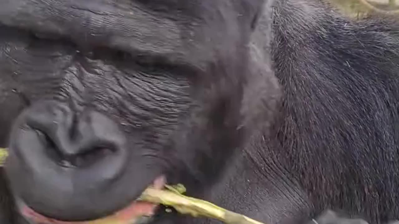 "Nature’s Snack Time – Gorilla Style!" 😄🌿🦍